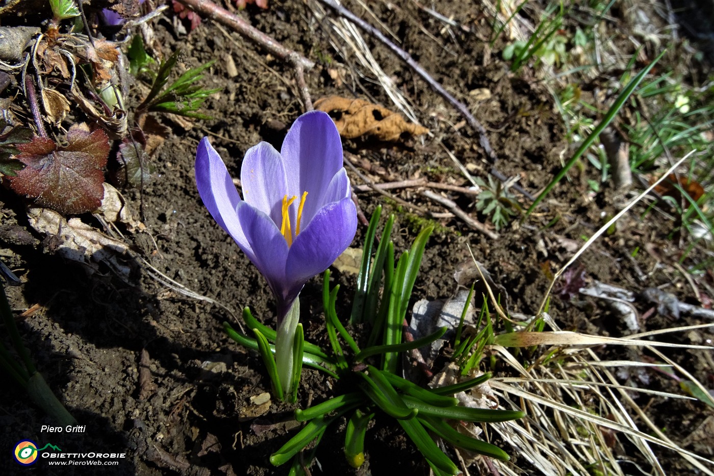 35 Crocus vernus .JPG